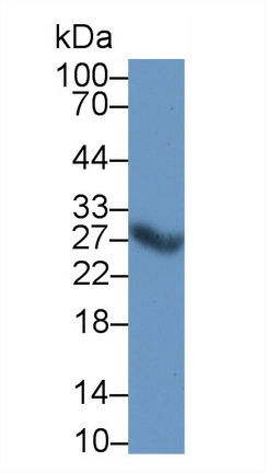 Polyclonal Antibody to Cathepsin S (CTSS)