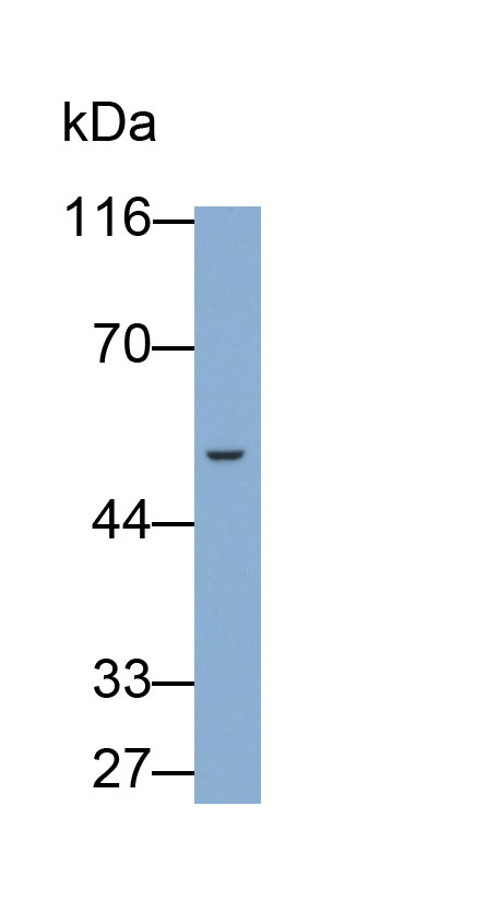 Polyclonal Antibody to Leucine Rich Alpha-2-Glycoprotein 1 (LRG1)