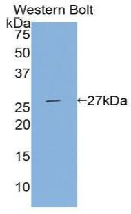 Polyclonal Antibody to Tissue Factor Pathway Inhibitor 2 (TFPI2)