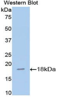 Polyclonal Antibody to Annexin A2 (ANXA2)