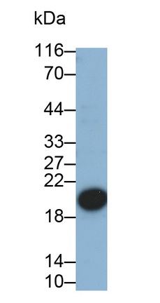 Polyclonal Antibody to Epiregulin (EREG)