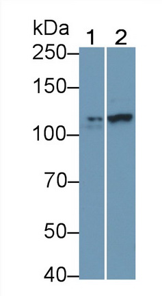 Polyclonal Antibody to Cluster Of Differentiation 34 (CD34)