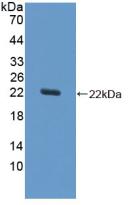 Polyclonal Antibody to Superoxide Dismutase 1 (SOD1)