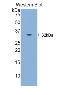 Biotin-Linked Polyclonal Antibody to Calpain 1 (CAPN1)