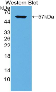 Polyclonal Antibody to Syndecan 1 (SDC1)