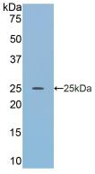 Polyclonal Antibody to Apolipoprotein A4 (APOA4)