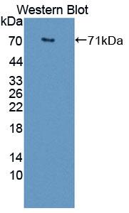 Polyclonal Antibody to Apolipoprotein A4 (APOA4)