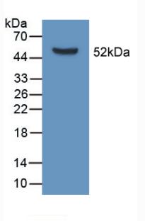 Polyclonal Antibody to Apolipoprotein D (APOD)