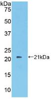 Polyclonal Antibody to Protein S (PROS)