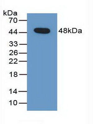 Polyclonal Antibody to Pigment Epithelium Derived Factor (PEDF)