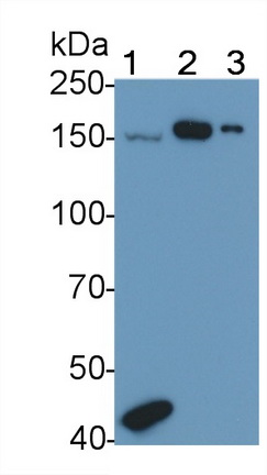 Polyclonal Antibody to A Disintegrin And Metalloproteinase With Thrombospondin 1 (ADAMTS1)