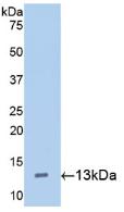 Polyclonal Antibody to Hepcidin (Hepc)