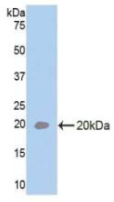 Polyclonal Antibody to Interleukin 33 (IL33)