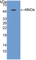 Polyclonal Antibody to Tau Protein (MAPT)