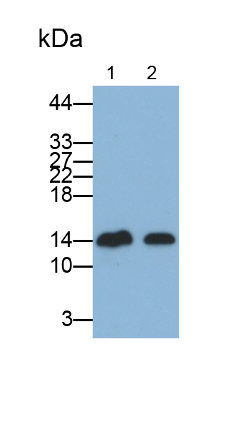 Polyclonal Antibody to Fatty Acid Binding Protein 5 (FABP5)