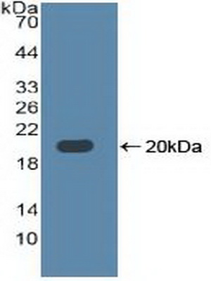 Polyclonal Antibody to Toll Like Receptor 3 (TLR3)