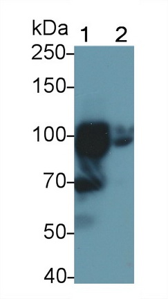 Polyclonal Antibody to Toll Like Receptor 5 (TLR5)