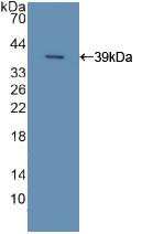 Polyclonal Antibody to Apolipoprotein C2 (APOC2)