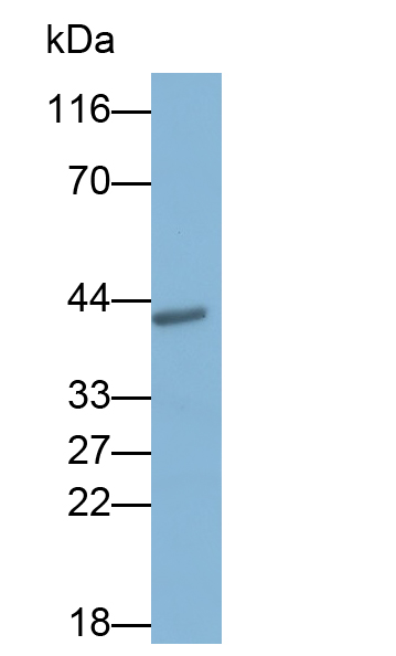 Polyclonal Antibody to Apolipoprotein A5 (APOA5)