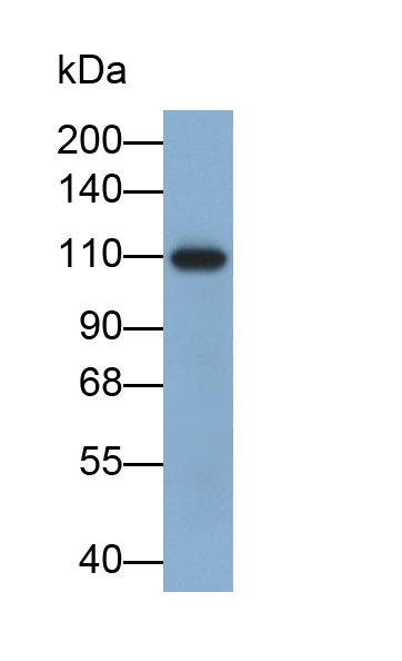 Polyclonal Antibody to Cadherin 16 (CDH16)