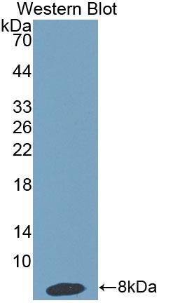 Polyclonal Antibody to Haptoglobin Related Protein (HPR)