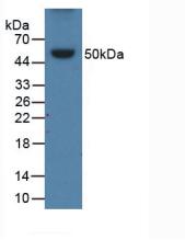 Polyclonal Antibody to Apolipoprotein B (APOB)