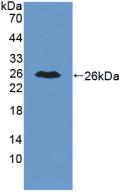 Polyclonal Antibody to Interleukin 34 (IL34)