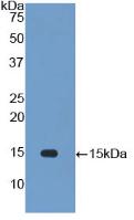 Polyclonal Antibody to Interleukin 34 (IL34)