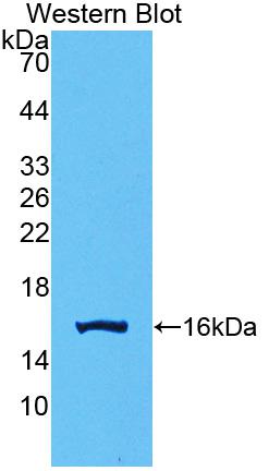 Polyclonal Antibody to Growth Differentiation Factor 15 (GDF15)