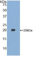 Polyclonal Antibody to Growth Differentiation Factor 15 (GDF15)