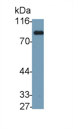 Polyclonal Antibody to Transferrin (TF)