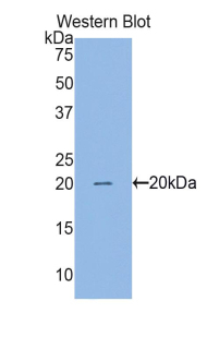 FITC-Linked Polyclonal Antibody to Survivin (Surv)