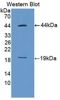 PAC047Mu02.jpg