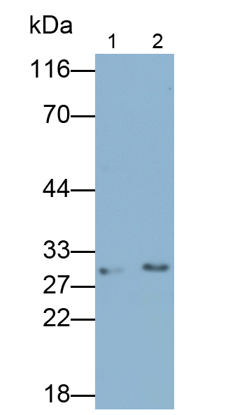 Polyclonal Antibody to High Mobility Group Box Protein 2 (HMGB2)