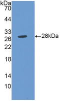 Polyclonal Antibody to Matrix Metalloproteinase 14 (MMP14)
