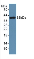 PAC061Mu01.jpg