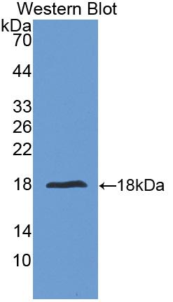 PAC064Hu01.jpg