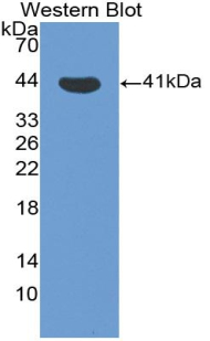 Polyclonal Antibody to Interferon Inducible T-Cell Alpha Chemoattractant (ITaC)