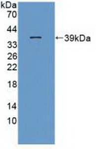 Polyclonal Antibody to Interferon Inducible T-Cell Alpha Chemoattractant (ITaC)