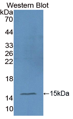 Polyclonal Antibody to Macrophage Inflammatory Protein 1 Gamma (MIP1g)