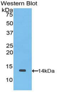 Polyclonal Antibody to Macrophage Inflammatory Protein 1 Gamma (MIP1g)