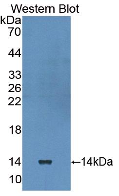 Polyclonal Antibody to Laminin Beta 3 (LAMb3)