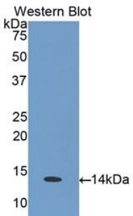 Polyclonal Antibody to Macrophage Inflammatory Protein 4 Alpha (MIP4a)