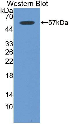 Polyclonal Antibody to Integrin Beta 6 (ITGb6)