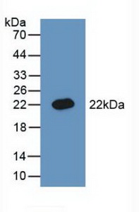 Polyclonal Antibody to Bone Morphogenetic Protein 3 (BMP3)