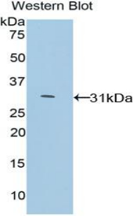 Polyclonal Antibody to Growth Differentiation Factor 11 (GDF11)