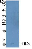 Polyclonal Antibody to Growth Differentiation Factor 10 (GDF10)