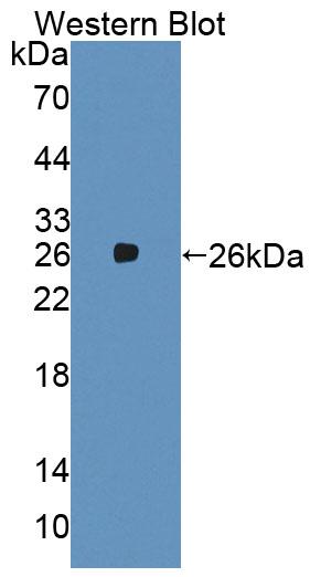 Polyclonal Antibody to Mothers Against Decapentaplegic Homolog 2 (Smad2)