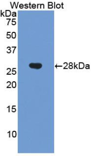 Polyclonal Antibody to Chordin (CHRD)