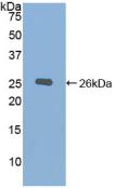 Polyclonal Antibody to Chordin (CHRD)